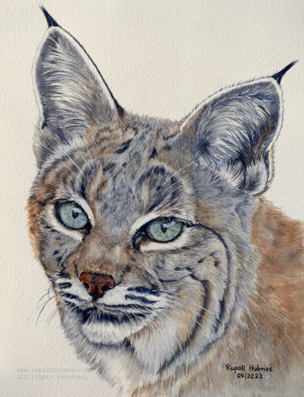 Untamed | 12" x 9" | Not for Sale