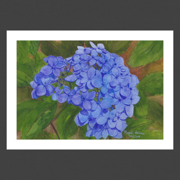 Hydrangea