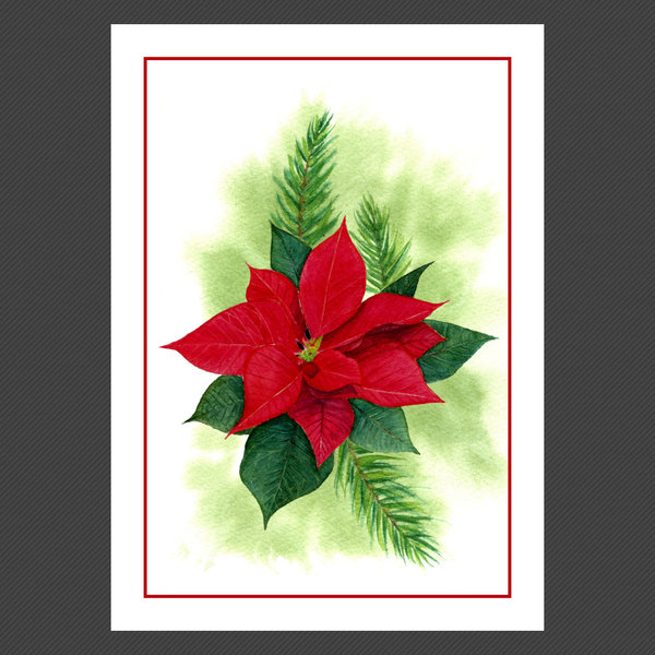 Poinsettia