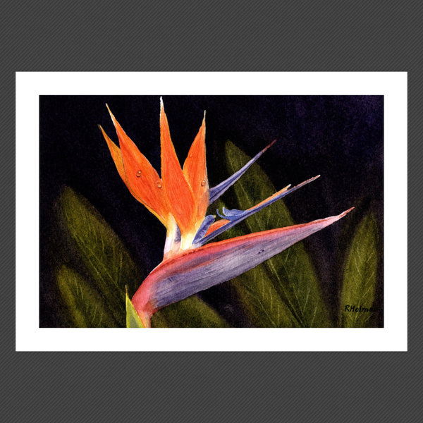 Bird of Paradise