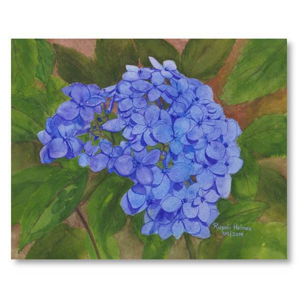 Hydrangea