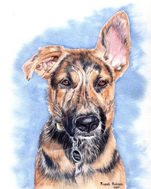 Duke | 8" x 10" | Commission