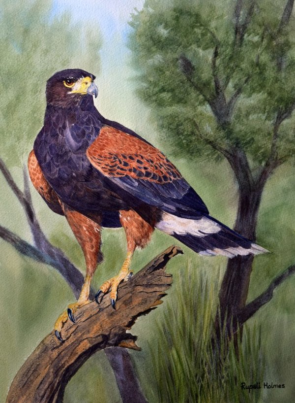 A Hunter's View | 15" x 11" | $525